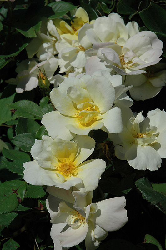 Sunny Knock Out Rose (Rosa 'Radsunny') at TLC Garden Centers