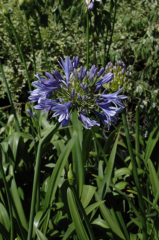 Midknight Blue Agapanthus (Agapanthus 'Monmid') at TLC Garden Centers