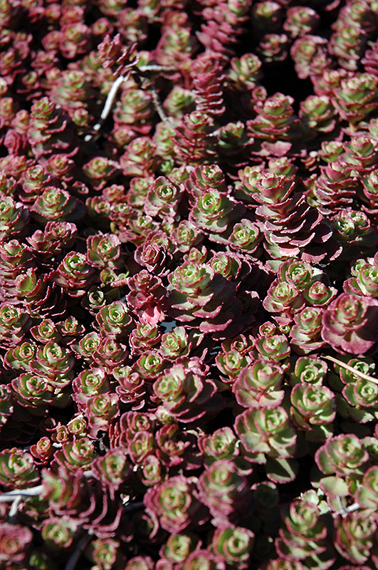 Red Carpet Stonecrop (Sedum spurium 'Red Carpet') at TLC Garden Centers