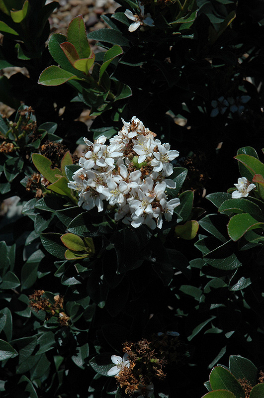Snow White Indian Hawthorn (Rhaphiolepis indica 'Snow White') at TLC Garden Centers