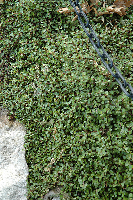 Creeping Wire Vine (Muehlenbeckia axillaris) at TLC Garden Centers
