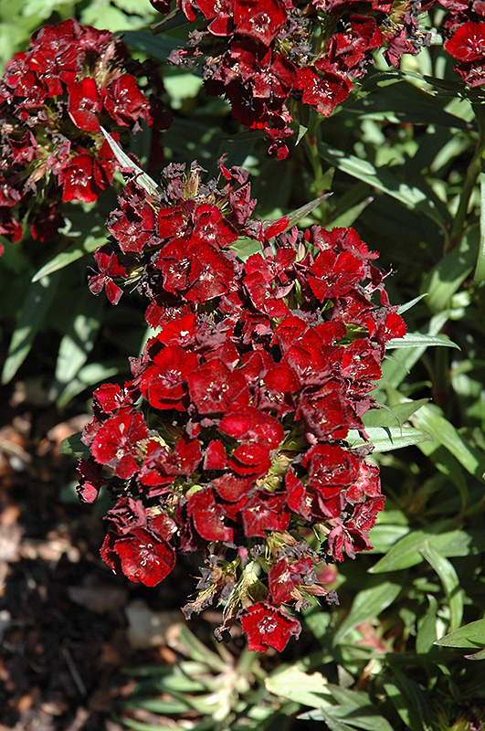 Heart Attack Sweet William (Dianthus barbatus 'Heart Attack') at TLC Garden Centers