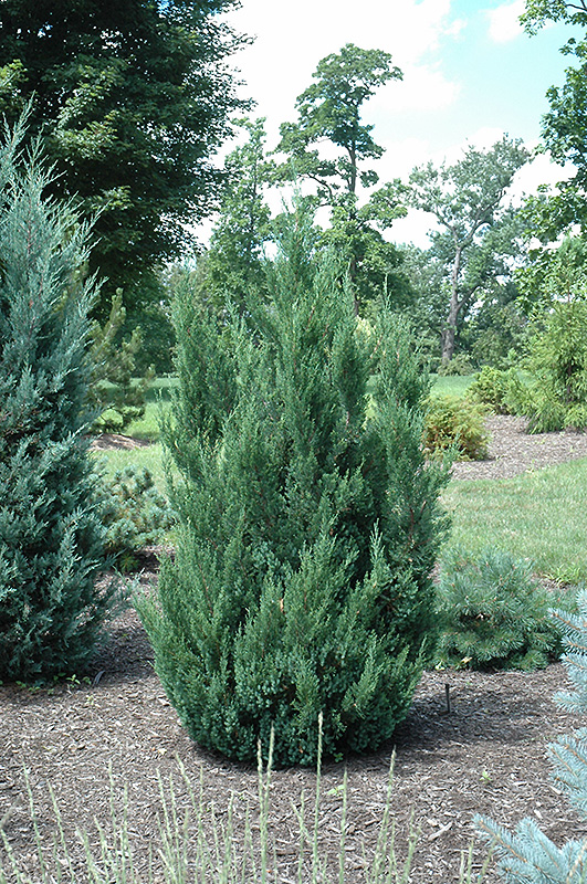 Blue Point Juniper (Juniperus chinensis 'Blue Point') at TLC Garden Centers