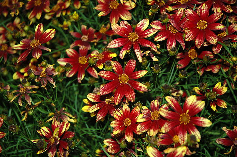 Route 66 Tickseed (Coreopsis verticillata 'Route 66') at TLC Garden Centers