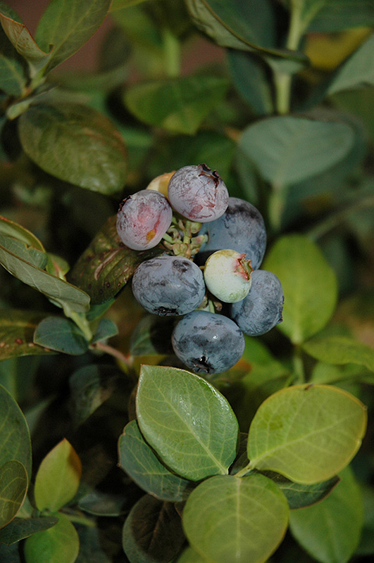 Peach Sorbet Blueberry (Vaccinium 'ZF06-043') at TLC Garden Centers