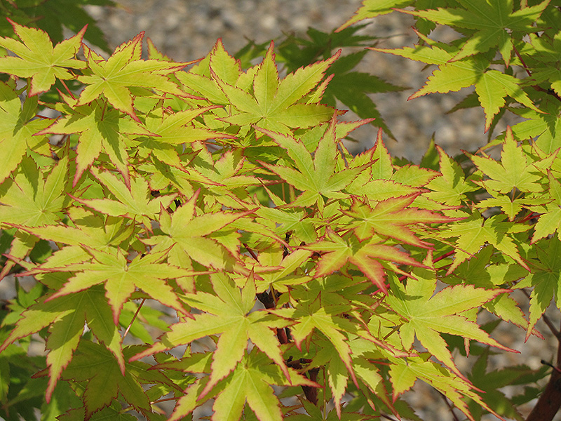 Coral Bark Japanese Maple (Acer palmatum 'Sango Kaku') at TLC Garden Centers
