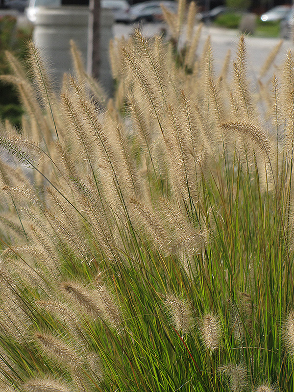 Hameln Dwarf Fountain Grass (Pennisetum alopecuroides 'Hameln') at TLC Garden Centers
