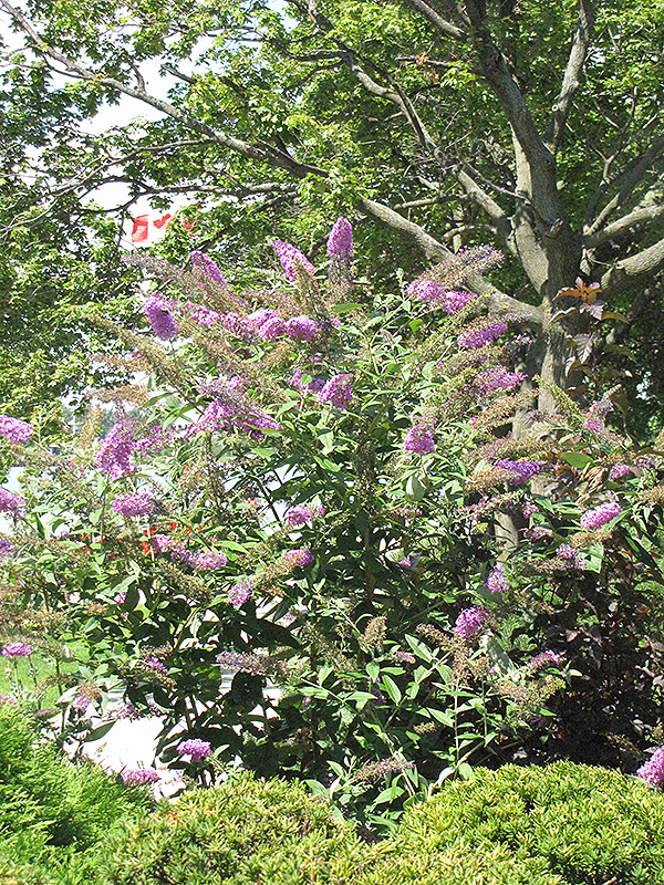 Pink Delight Butterfly Bush (Buddleia davidii 'Pink Delight') at TLC Garden Centers