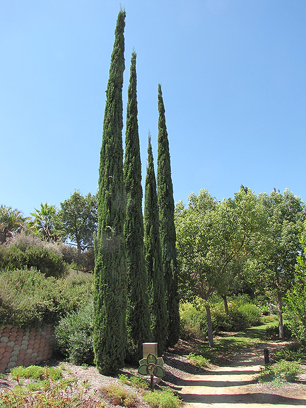 Italian Cypress (Cupressus sempervirens) at TLC Garden Centers