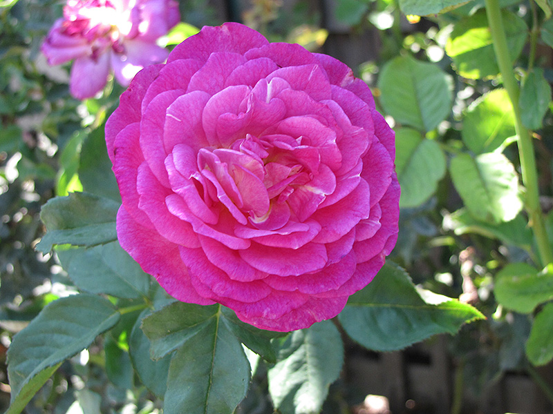 Outta The Blue Rose (Rosa 'Outta The Blue') at TLC Garden Centers