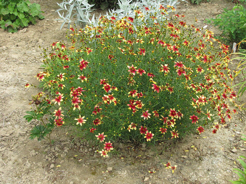 Route 66 Tickseed (Coreopsis verticillata 'Route 66') at TLC Garden Centers