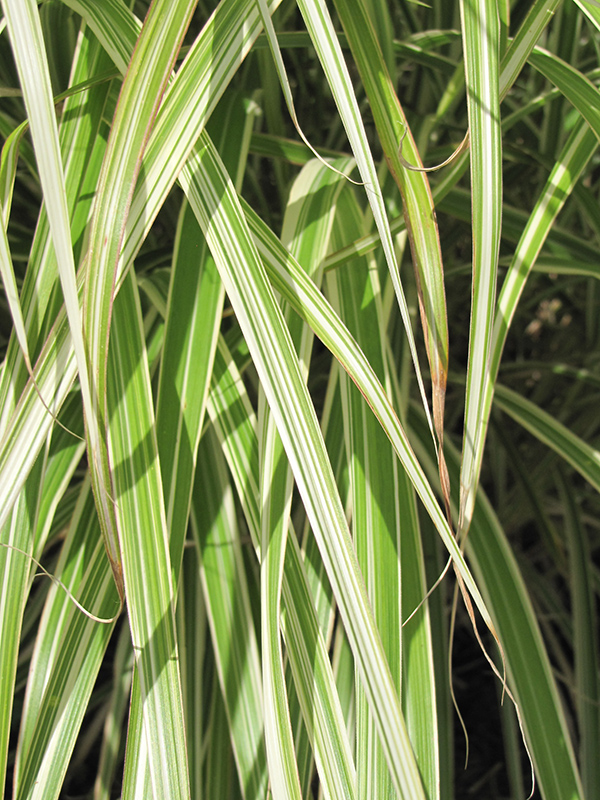 Morning Light Maiden Grass (Miscanthus sinensis 'Morning Light') at TLC Garden Centers