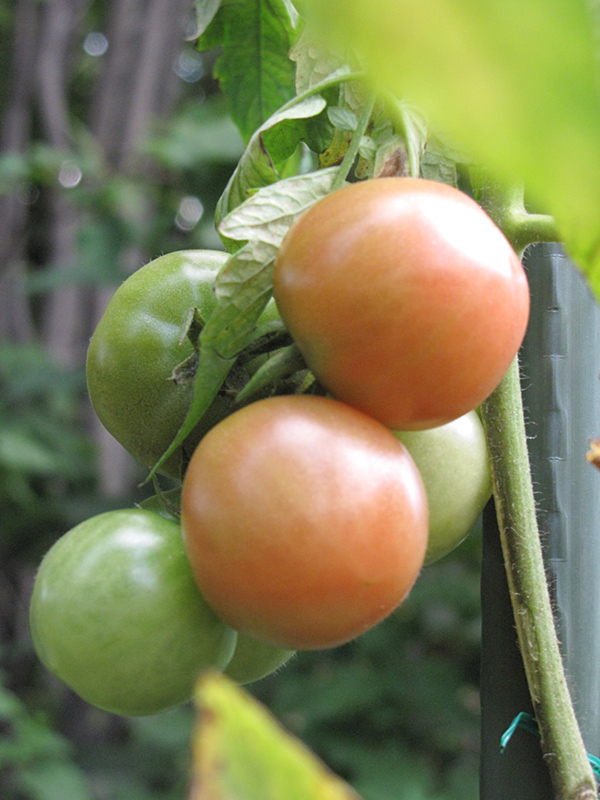 Better Boy Tomato (Solanum lycopersicum 'Better Boy') at TLC Garden Centers