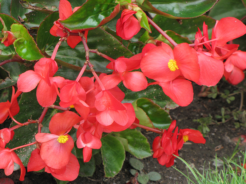 Dragon Wing Red Begonia (Begonia 'Dragon Wing Red') at TLC Garden Centers