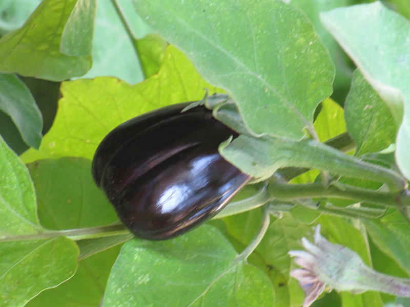 Black Beauty Eggplant (Solanum melongena 'Black Beauty') at TLC Garden Centers