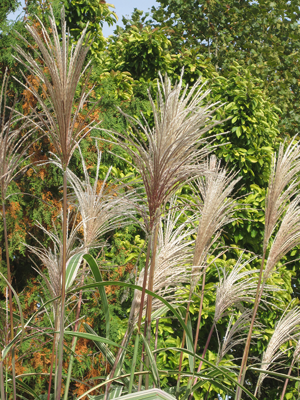 Variegated Silver Grass (Miscanthus sinensis 'Variegatus') at TLC Garden Centers