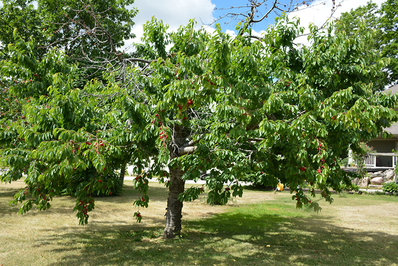 Bing Cherry (Prunus avium 'Bing') at TLC Garden Centers