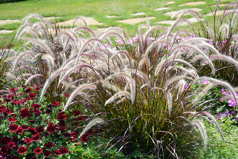 Fountain Grass (Pennisetum setaceum) at TLC Garden Centers