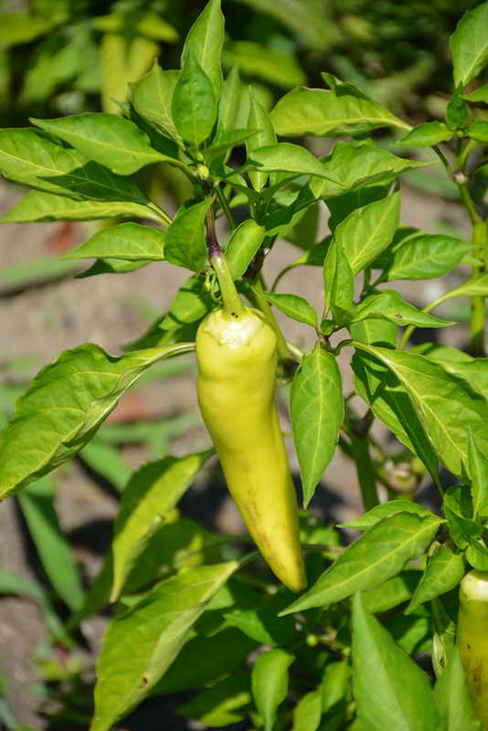 Hungarian Yellow Wax Sweet Pepper (Capsicum annuum 'Hungarian Yellow Wax') at TLC Garden Centers