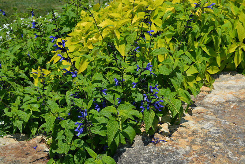 Black And Blue Anise Sage (Salvia guaranitica 'Black And Blue') at TLC Garden Centers