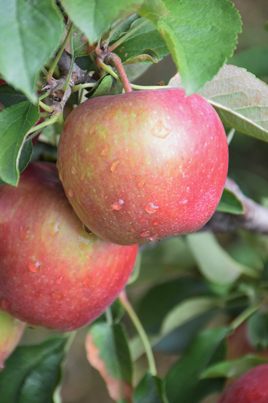 Red Delicious Apple (Malus 'Red Delicious') at TLC Garden Centers