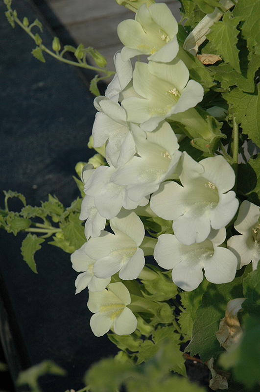 Lofos White Creeping Gloxinia (Lophospermum 'Lofos White') at TLC Garden Centers
