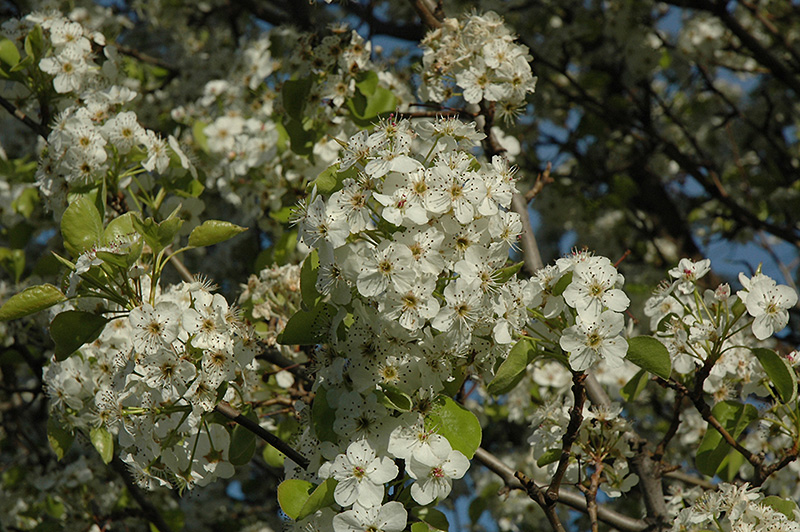 Cleveland Select Ornamental Pear (Pyrus calleryana 'Cleveland Select') at TLC Garden Centers