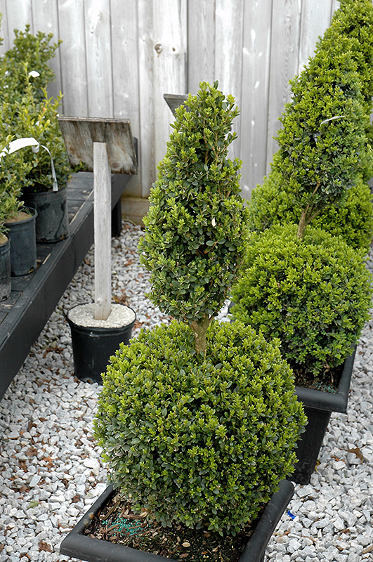 Green Mountain Boxwood (poodle form) (Buxus 'Green Mountain (poodle)') at TLC Garden Centers