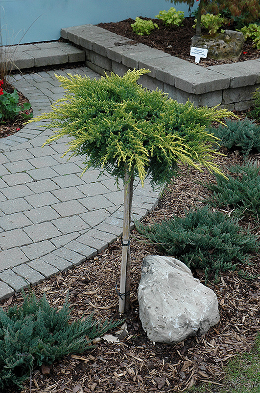 Daub's Frosted Juniper (tree form) (Juniperus x media 'Daub's Frosted ...