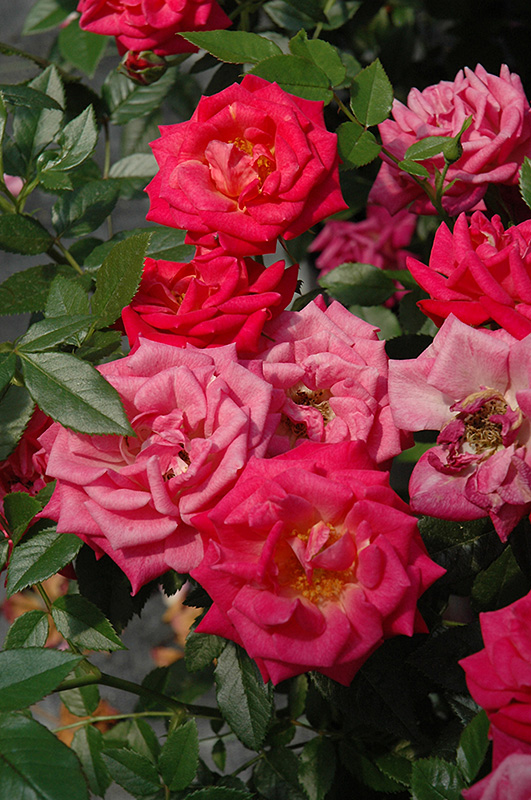 Be My Baby Rose (Rosa 'Be My Baby') at TLC Garden Centers