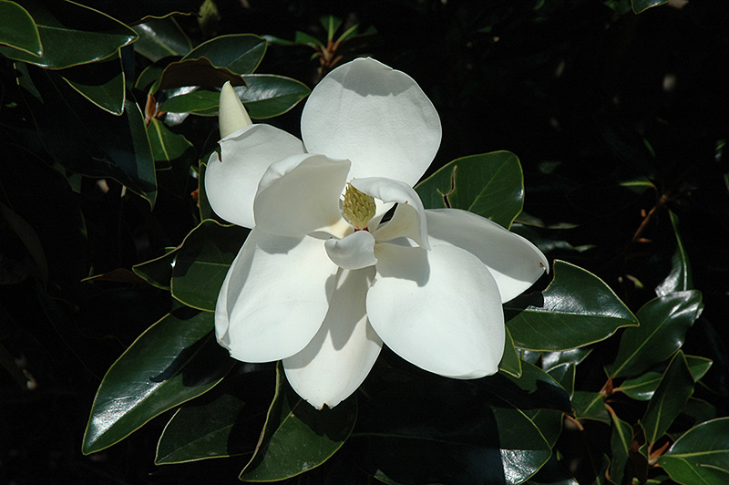Alta Magnolia (Magnolia grandiflora 'TMGH') at TLC Garden Centers