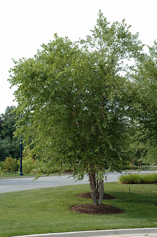 River Birch (clump) (Betula nigra '(clump)') at TLC Garden Centers