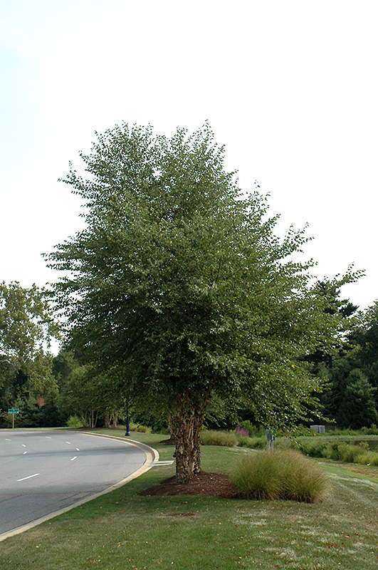 Dura Heat River Birch (clump) (Betula nigra 'Dura Heat (clump)') at TLC Garden Centers