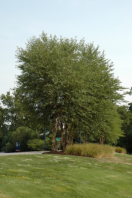 Heritage River Birch (clump) (Betula nigra 'Heritage (clump)') at TLC Garden Centers