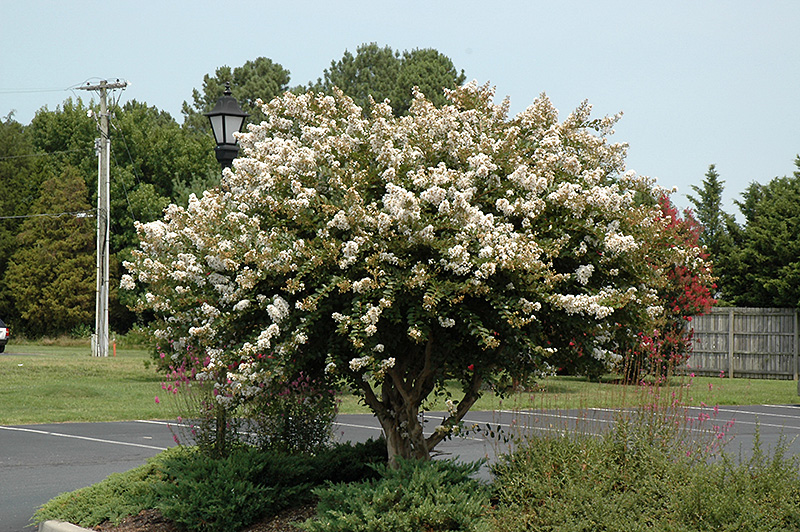 Acoma Crapemyrtle (Lagerstroemia 'Acoma') at TLC Garden Centers