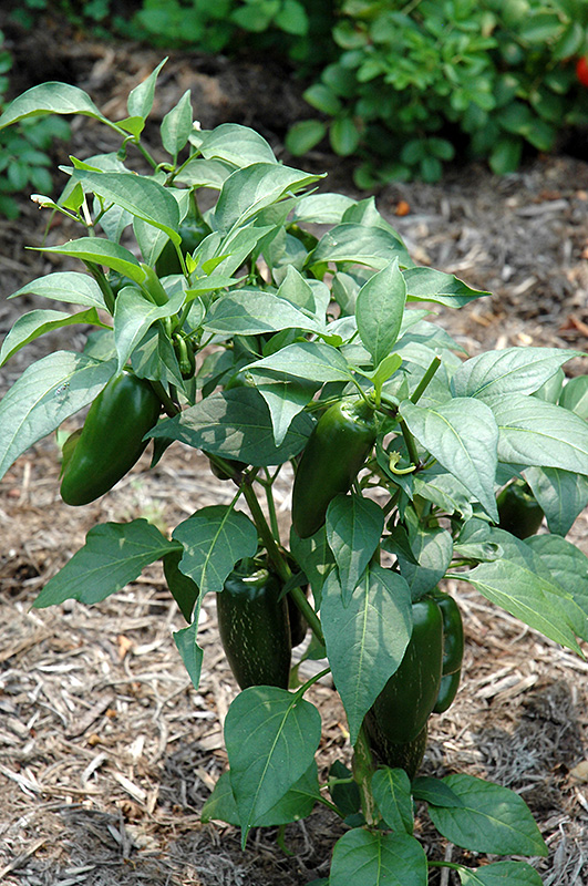 Jalapeno Pepper (Capsicum annuum 'Jalapeno') at TLC Garden Centers