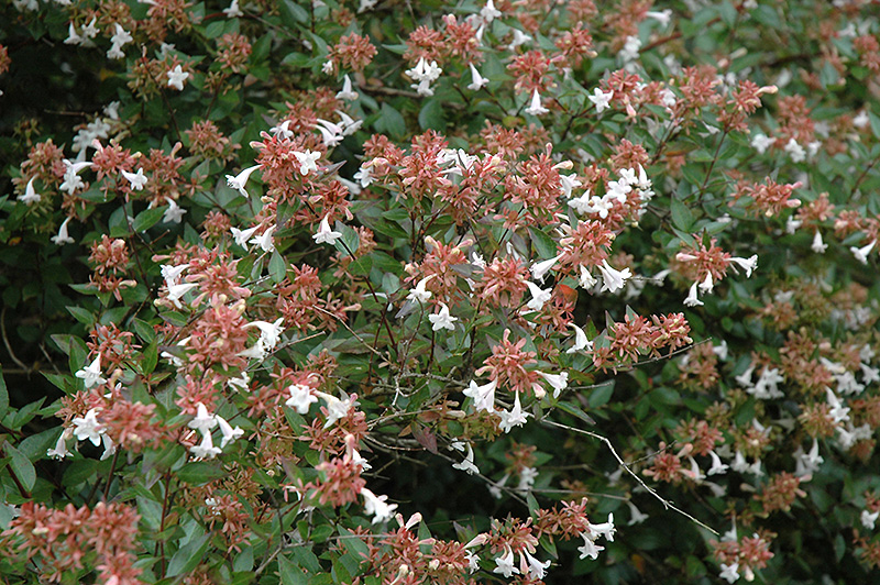 Glossy Abelia (Abelia x grandiflora) at TLC Garden Centers