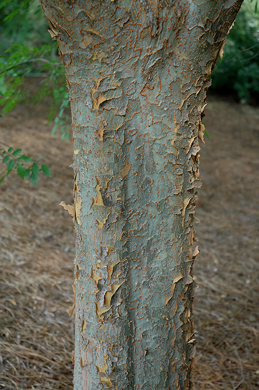 Bosque Elm (Ulmus parvifolia 'Bosque') at TLC Garden Centers