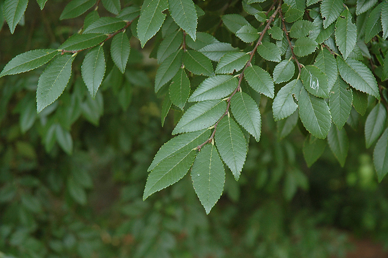 Bosque Elm (Ulmus parvifolia 'Bosque') at TLC Garden Centers