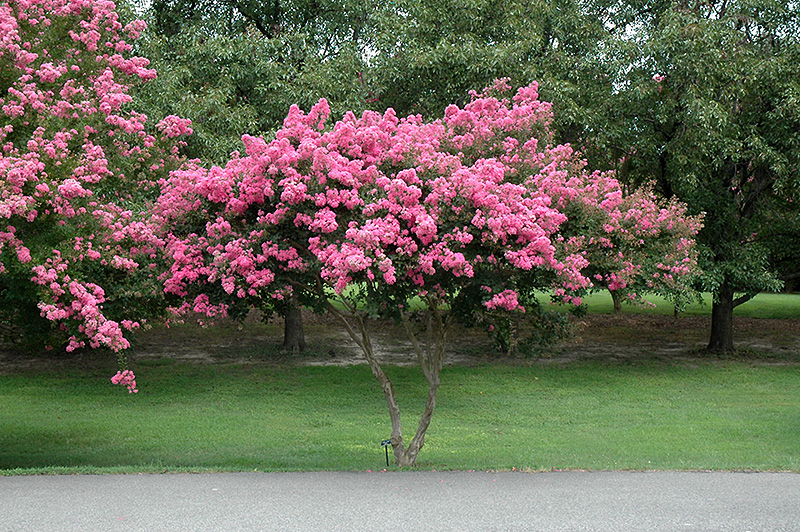 Crapemyrtle (Lagerstroemia indica) at TLC Garden Centers