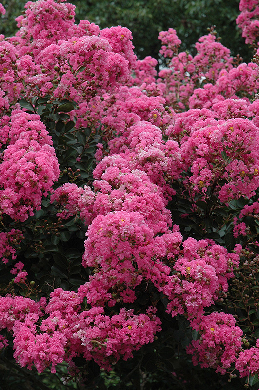 Crapemyrtle (Lagerstroemia indica) at TLC Garden Centers