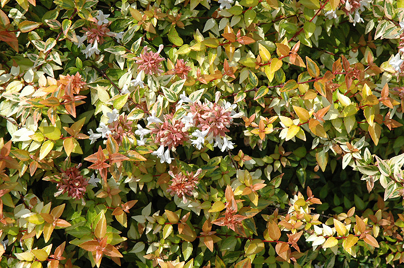 Kaleidoscope Abelia (Abelia x grandiflora 'Kaleidoscope') at TLC Garden Centers