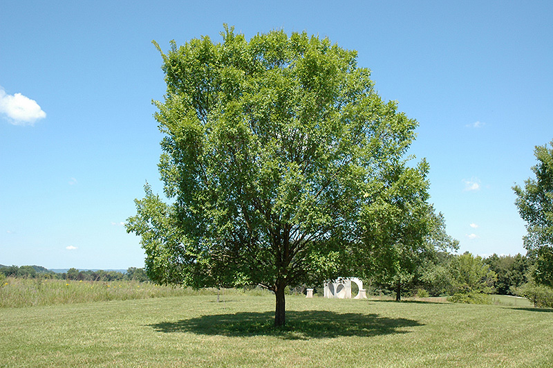 Lacebark Elm (Ulmus parvifolia) at TLC Garden Centers
