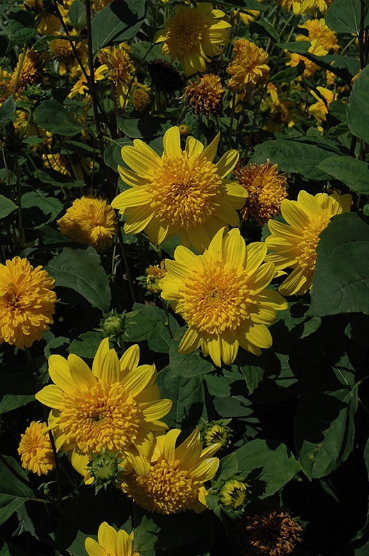 Happy Days Sunflower (Helianthus 'Happy Days') at TLC Garden Centers