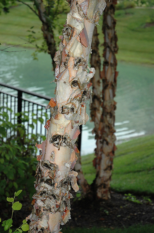 River Birch (Betula nigra) at TLC Garden Centers