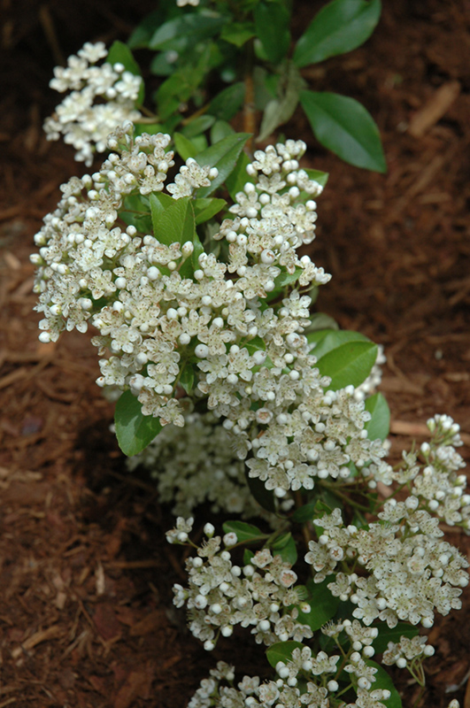 Gnome Firethorn (Pyracantha angustifolia 'Gnome') at TLC Garden Centers