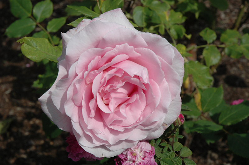 Sweet Surrender Rose (Rosa 'Sweet Surrender') at TLC Garden Centers