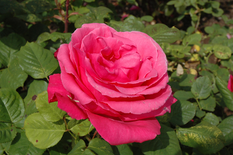 Electron Rose (Rosa 'Electron') at TLC Garden Centers