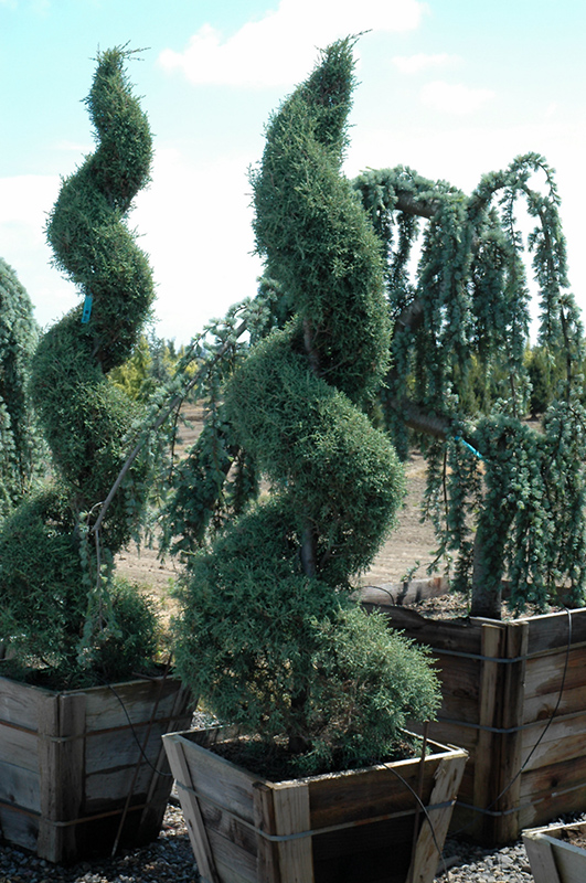 Carolina Sapphire Arizona Cypress (Cupressus arizonica 'Carolina Sapphire') at TLC Garden Centers