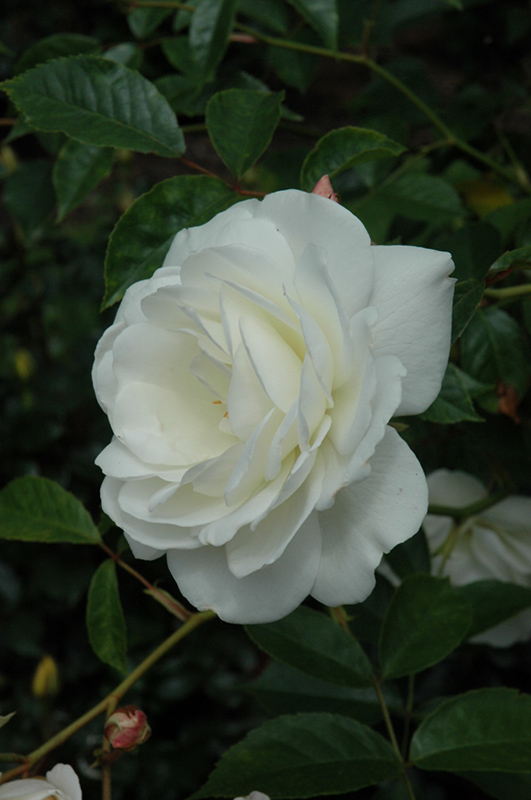 White Licorice Rose (Rosa 'White Licorice') at TLC Garden Centers